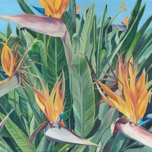 Lebendiger Paradiesvogel von Viccy Wanliss