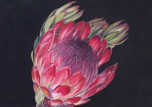 Lebendige König-Protea