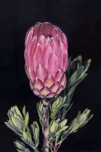 Lebendige rosa Protea
