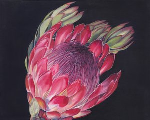 Lebendige Protea-Blüte