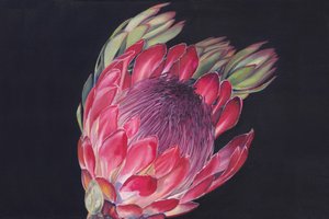 Lebendige Protea-Blüte von Viccy Wanliss