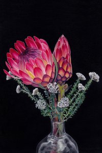 Lebendige Protea-Blüten