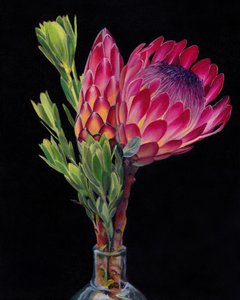 Lebendige Protea-Blumen
