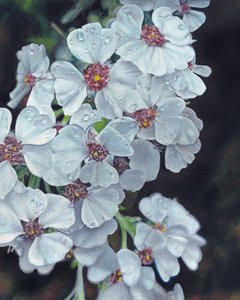 Weiße Blumen mit Tautropfen