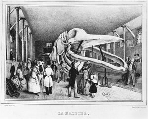 Der Wal im Naturkundemuseum in Paris, ca. 1840