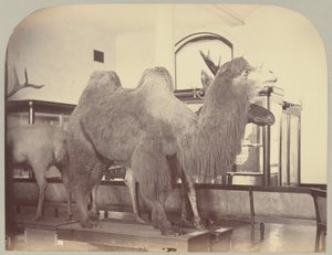 Pl. VIII. Kamel und Elch