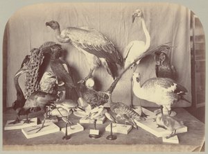 Tafel XIII. Vögel von Victor Prevost, Gaston L. Feuardent and Co., New York