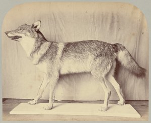 Pl. XII. Europäischer Wolf