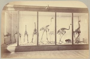 Pl. XV. Fossile Vögel: Neuseeland