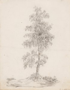 Birke von Victoria Åberg