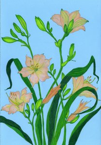 Zarte pfirsichfarbene Blüten
