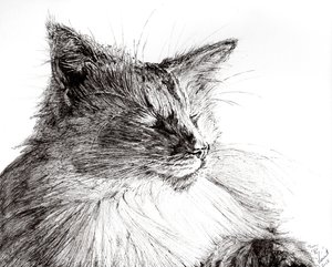 Monty gemütlicher Junge, 2015 von Vincent Alexander Booth