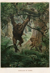 Gorillas zu Hause