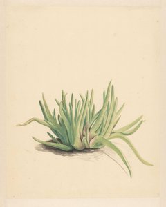 Eiskraut (Titel auf Objekt)
