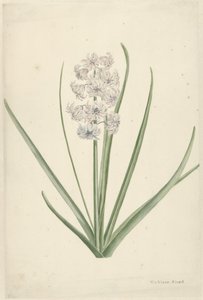 Weiß-hellblaue Hyazinthe