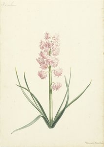 Hyazinth-Korallen von Vincent Laurensz. van der Vinne (II)