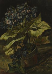 Cineraria von Vincent van Gogh