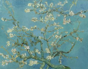 Mandelblüte