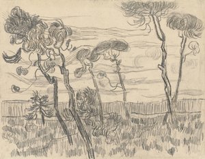 Sechs Kiefern an der Umfassungsmauer, 1899 von Vincent van Gogh