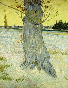 Der alte Baum