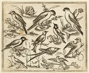 Elf Vögel sitzen auf blühenden Zweigen und kleinen Ästen..., 1557