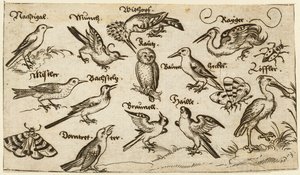 Zwölf Vogelarten, darunter eine Eule und ein Pelikan, einzeln beschriftet und positioniert, 1572