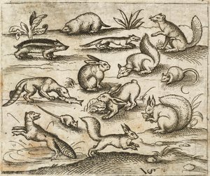 Gruppe kleiner Waldtiere, die um einen Teich herum fressen und herumlaufen, darunter Mäuse, Kaninchen, Eichhörnchen, Waschbär, Murmeltier, Frettchen, Marder und Dachs, aus Douce Ornament Prints Album I von Virgilius the elder (after) Solis