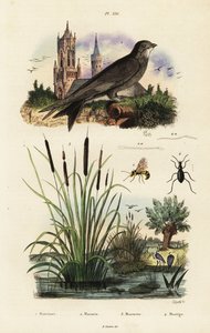Alpensegler, Rohrkolben, Käfer und Wespe, 1834-1839 (Gravur)