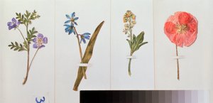 Vier Blätter Briefpapier (Wiesenblumen) von Vladimir Pavlovich Sokolov