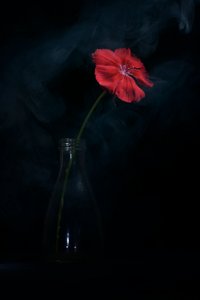 Dramatische rote Blüte von Vladimir Pavlovskyy