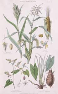 Hirse, Mais, Buchweizen und Taro, Illustration aus A History of the Vegetable Kingdom von William Rhind, 1872