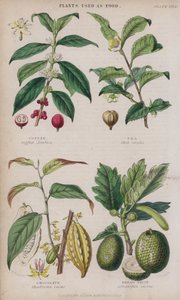 Kaffee; Tee; Schokolade; Brotfrucht (farbiger Stich)