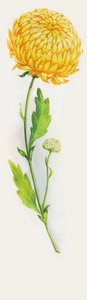 Chrysanthemenblume, Zeichnung