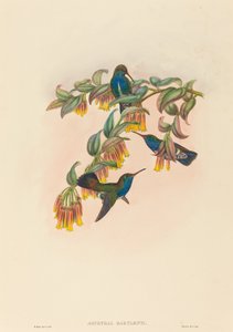 Agyrtria bartletti (Bartletts Smaragd)