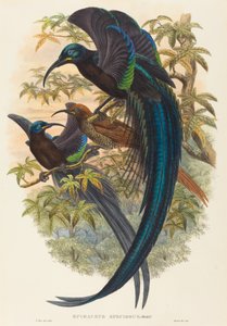 Epimachus speciosus (Sichelschnabel-Paradiesvogel) von W. Hart