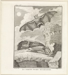 Fledermäuse von W. Tringham