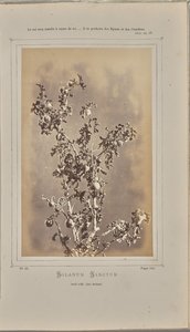 Solanum sanctum, Cuelli in Èze (Alpes-Maritimes) von W. de Bray