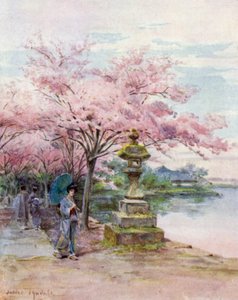 Kirschblüten und Steinlaterne, Ueno Park