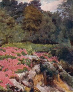 Der New Forest: Ein Kiesgruben-Kopf bei Royden