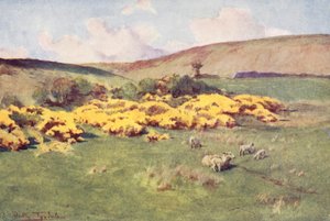Wessex: Sommer in Wessex