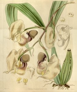 Coryanthes maculata von Walter Hood Fitch