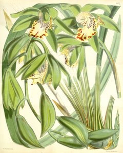 Cymbidium hookerianum von Walter Hood Fitch