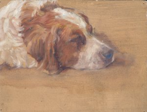 Hundekopf (Studie)