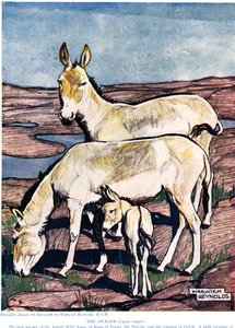 Der Onager, aus 