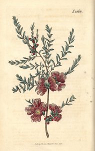 Melaleuch mit Thymianblatt - Melaleuca thymifolia