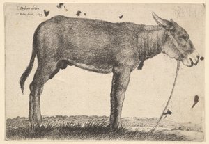 Esel, 1649 von Wenceslaus Hollar