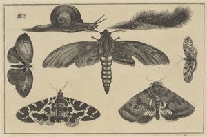 Drei Motten, Schmetterlinge, Käfer, Schnecke und Raupe (Verschiedene Insekten)