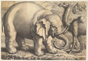 Elefant und Kamel, 17. Jahrhundert