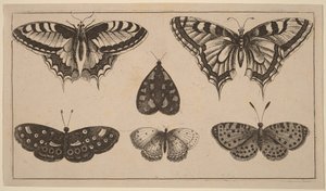 Fünf Schmetterlinge und eine Motte von Wenceslaus Hollar