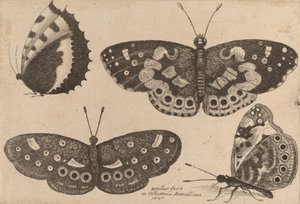 Vier Schmetterlinge